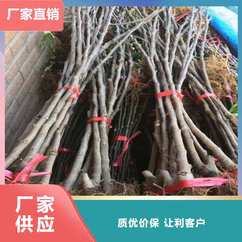 青皮无花果树苗产地价格