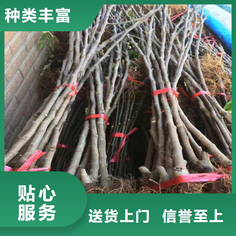 金傲芬无花果树苗