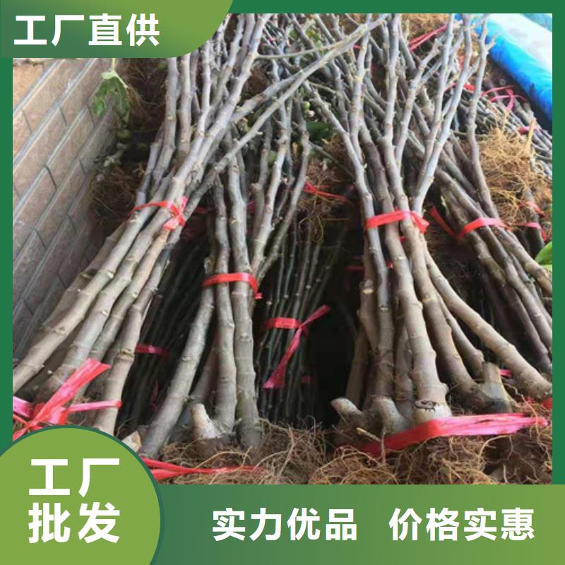 波姬红无花果树