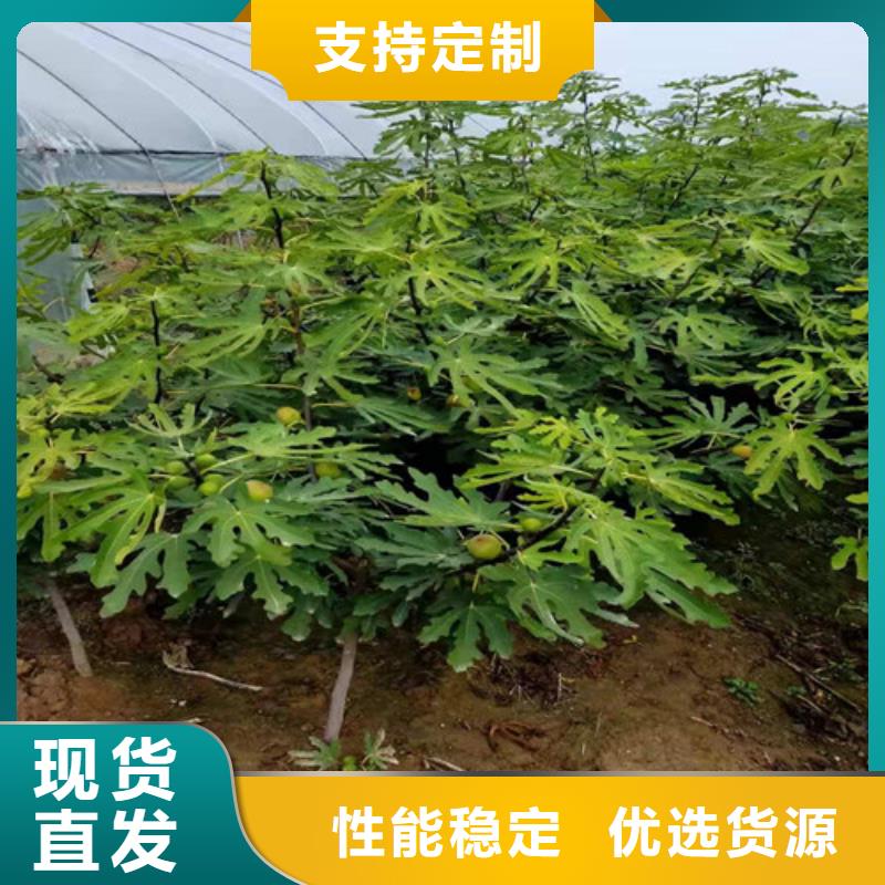 斯特拉无花果树苗