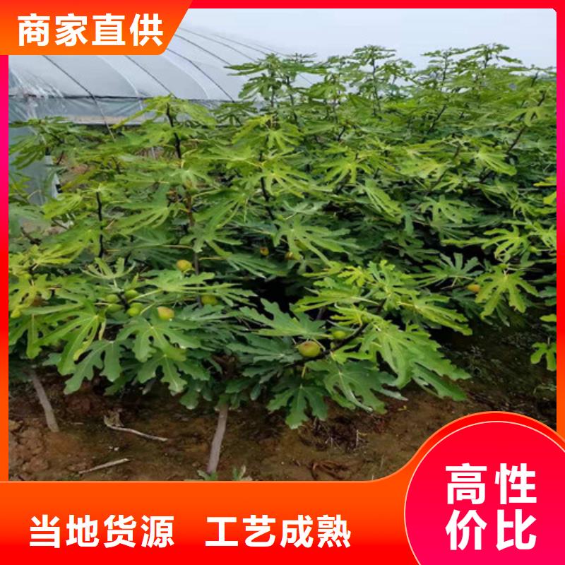 青花无花果树苗