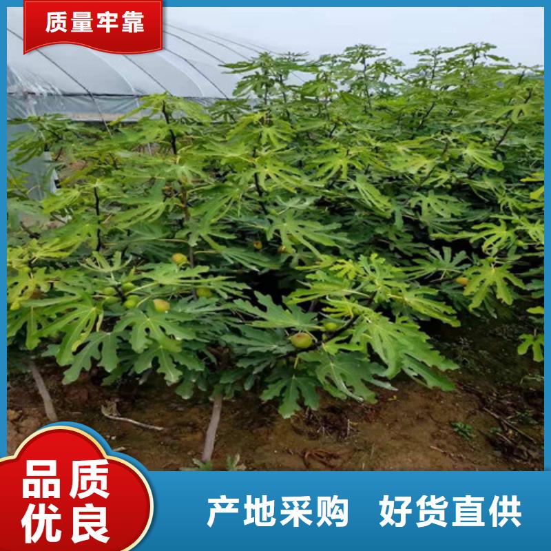 青皮无花果树苗