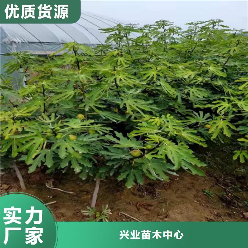 无花果西瓜苗工厂价格