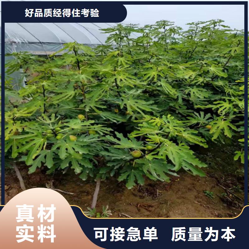 金傲芬无花果苗