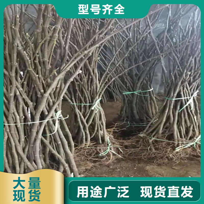 无花果大棚草莓苗长期供应