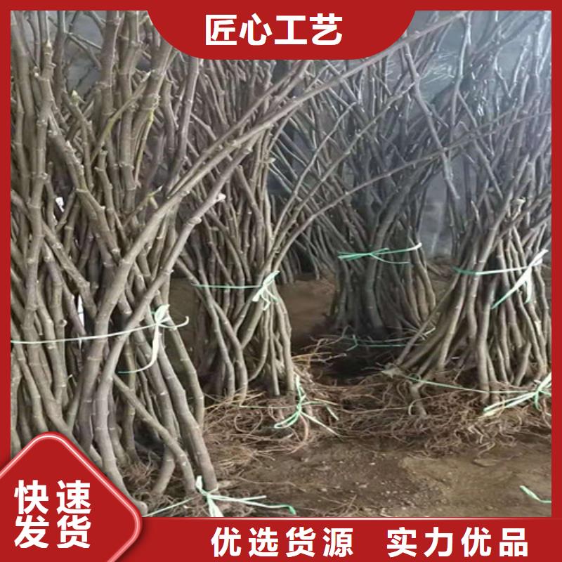 日本紫果无花果苗