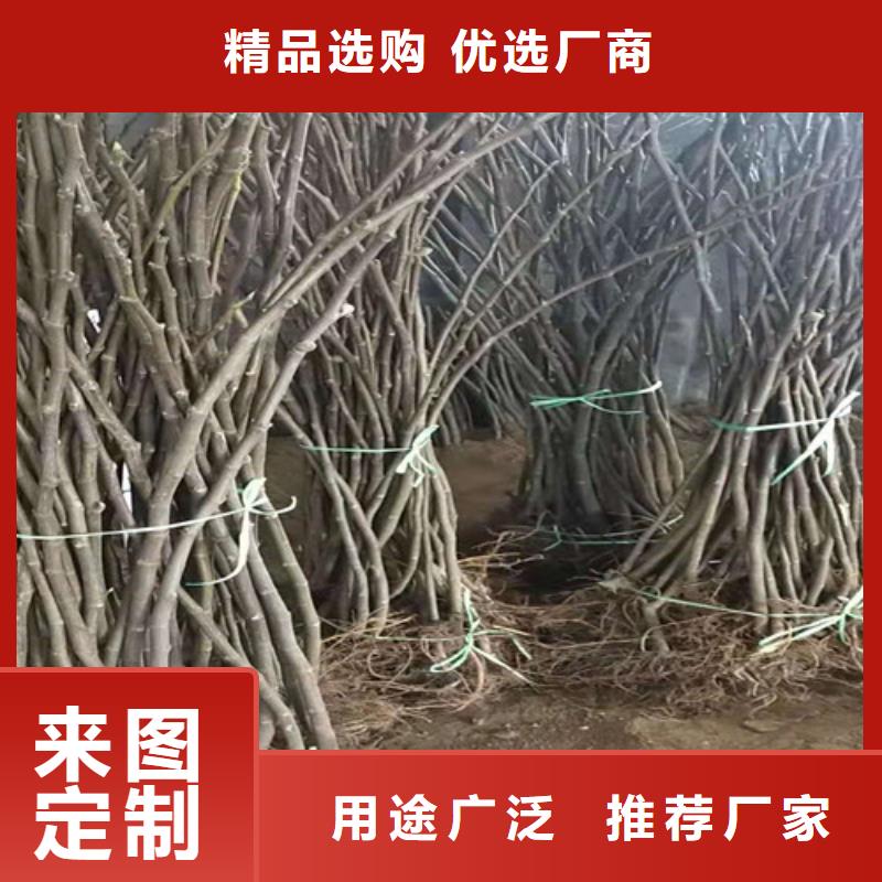 青花无花果苗