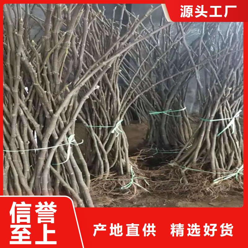 波姬红无花果苗