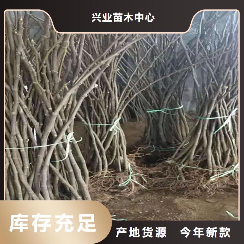 布兰瑞克无花果苗品种介绍