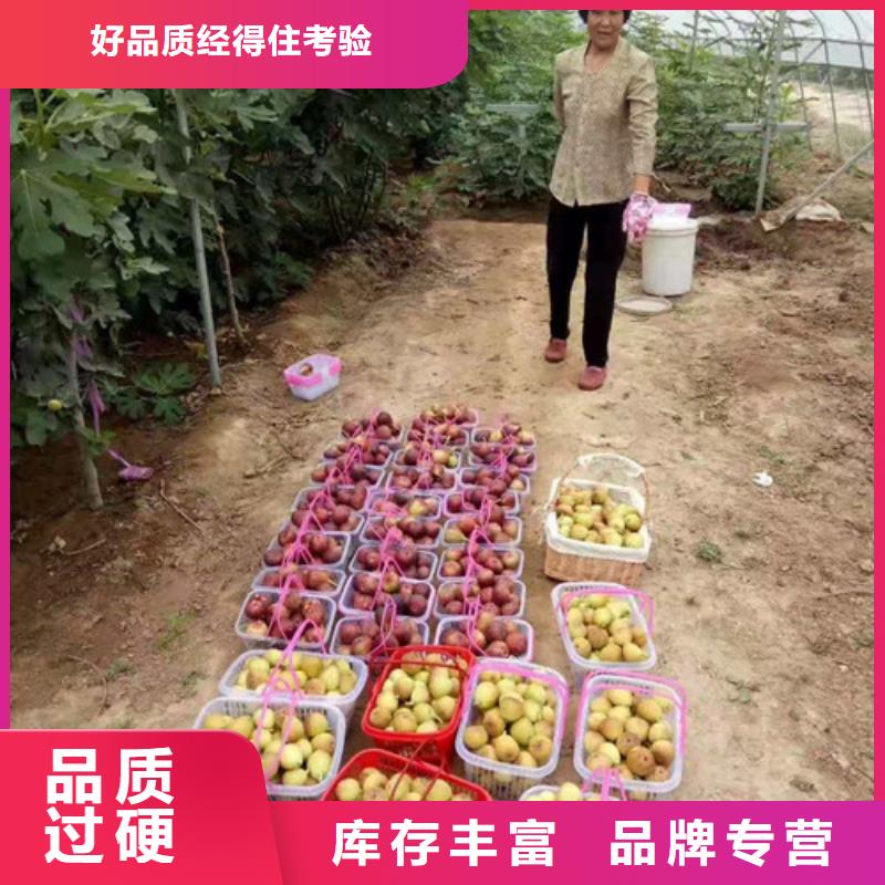 无花果水蜜桃苗品质信得过