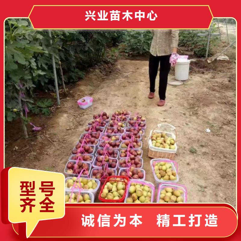 无花果_1公分杏树苗实力优品