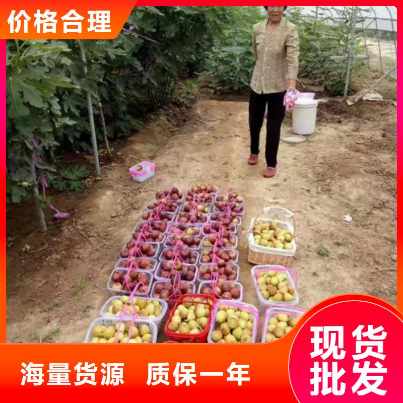 玛斯义陶芬无花果树苗生产基地