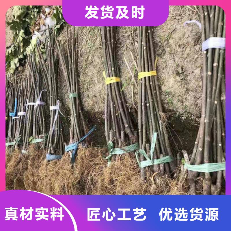 无花果花椒苗厂家品控严格