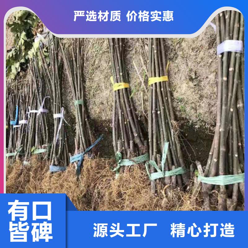 无花果水蜜桃苗实力公司