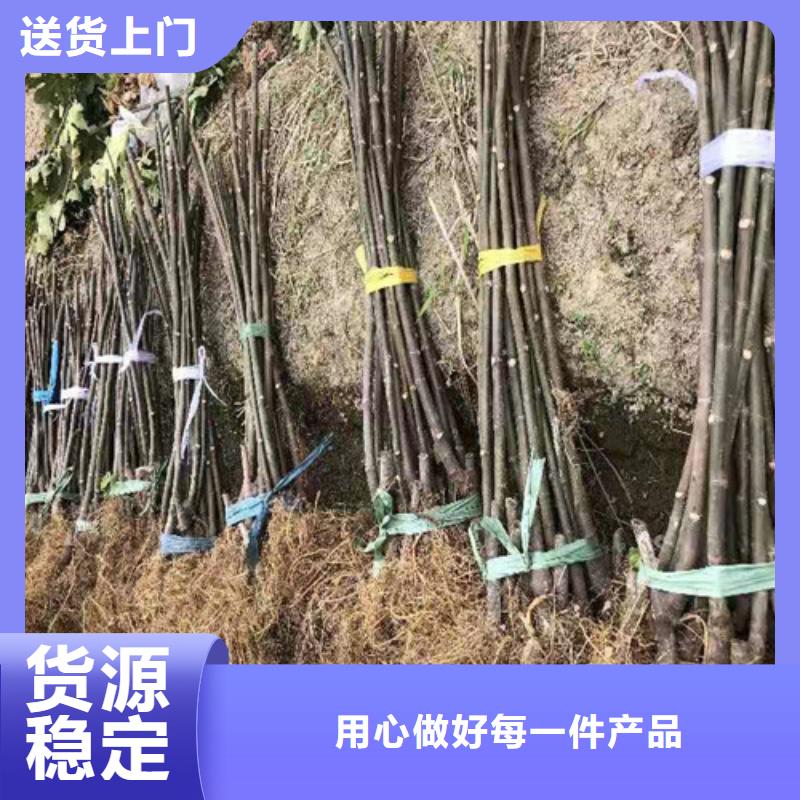 无花果樱桃树苗型号全价格低