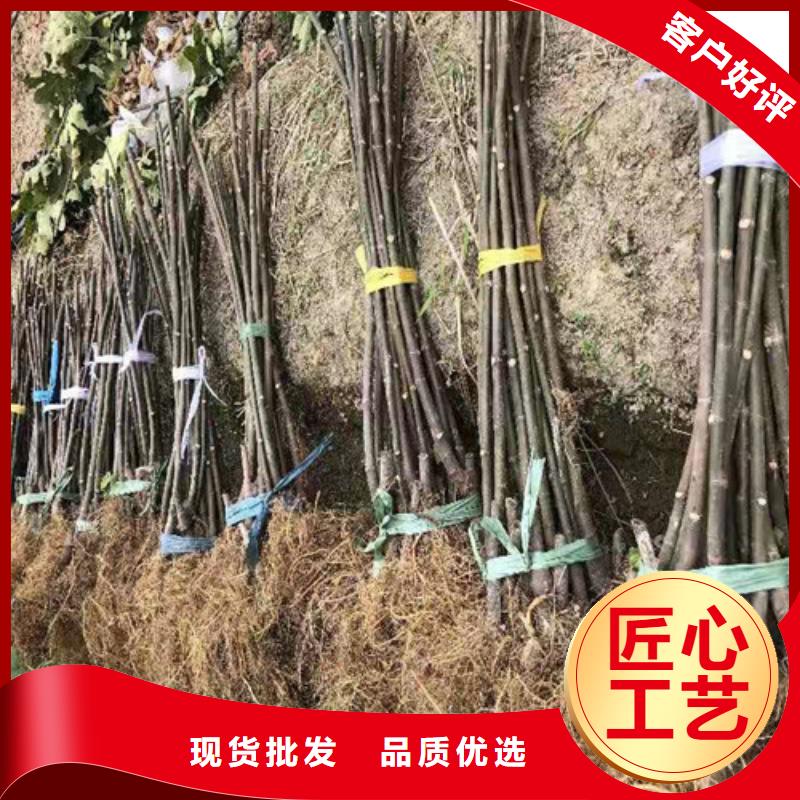 无花果梨树苗厂家直销大量现货