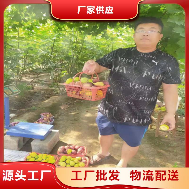 无花果樱桃树苗型号全价格低