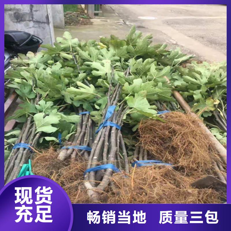 芭劳奈无花果苗种植方法