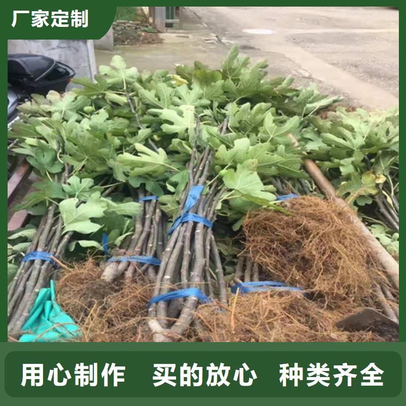 紫果无花果树