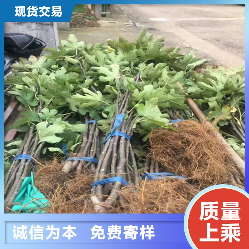 无花果_红耔山楂苗严格把控质量