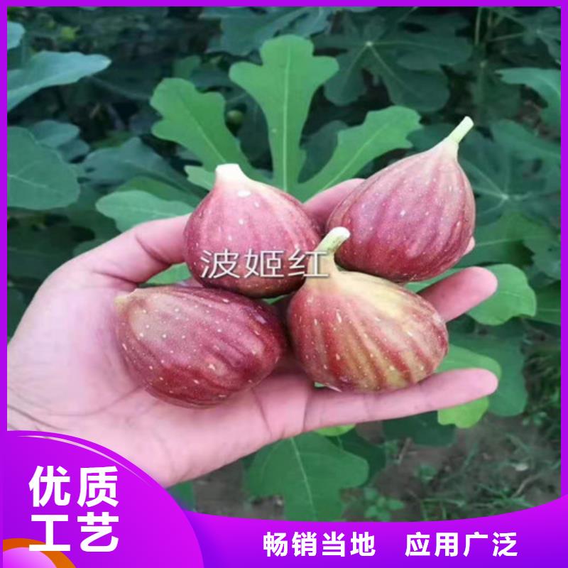 斯特拉无花果树苗