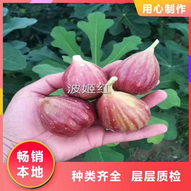 无花果花椒苗款式多样