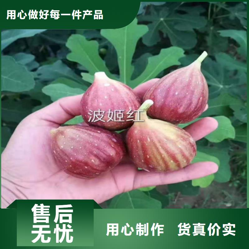 【无花果】大棚草莓苗定制速度快工期短