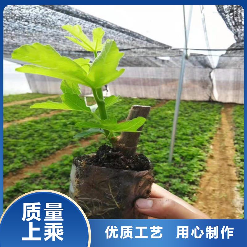 无花果,甜茶苗工厂直销