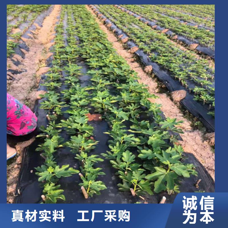 【无花果_大棚草莓苗当地厂家值得信赖】