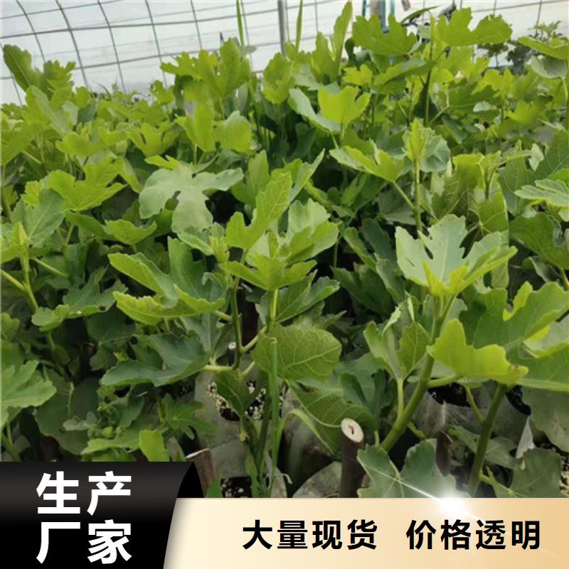 【无花果】,樱桃苗自主研发