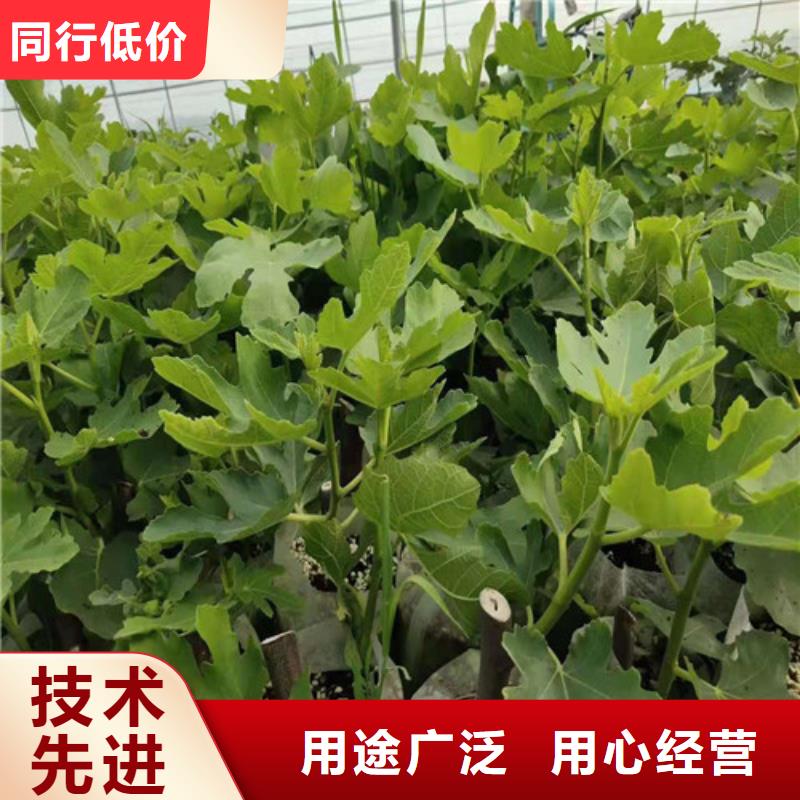 无花果_大红袍花椒苗实拍品质保障