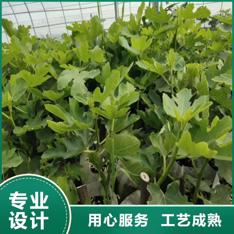 斯特拉无花果树苗管理方式