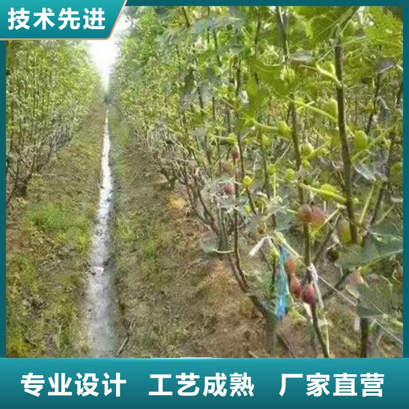 华丽无花果苗