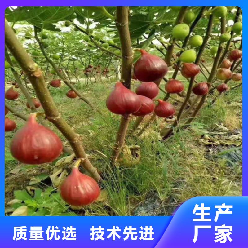 无花果-蓝莓苗好产品价格低