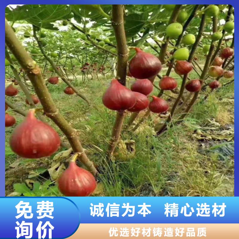 波姬红无花果苗新品种