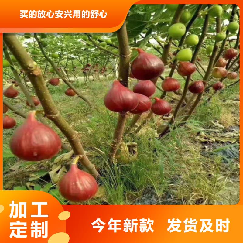 布兰瑞克无花果树苗