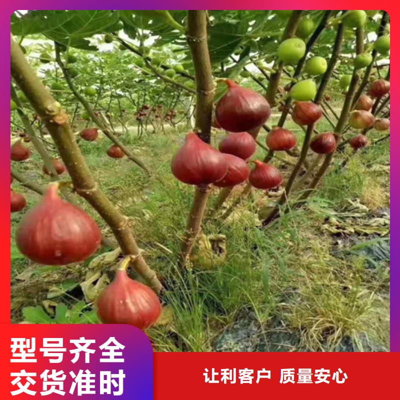 玛斯义陶芬无花果树苗生产基地