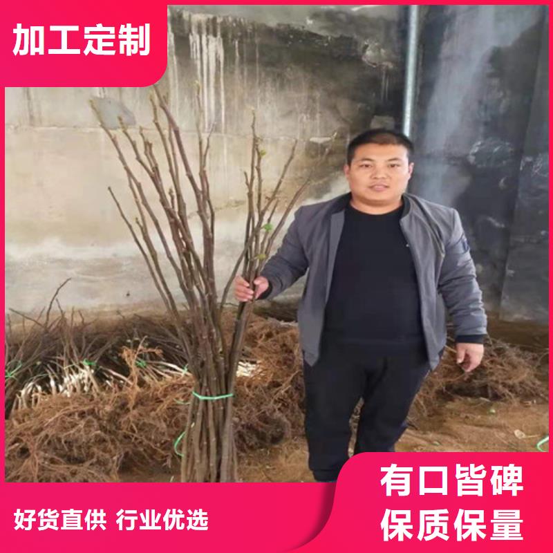 斯特拉无花果树苗