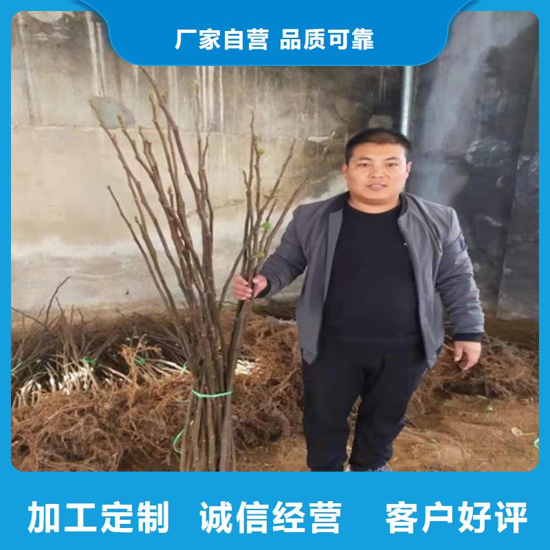 无花果-樱桃树苗买的放心