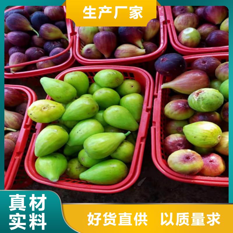 无花果水蜜桃苗实力公司