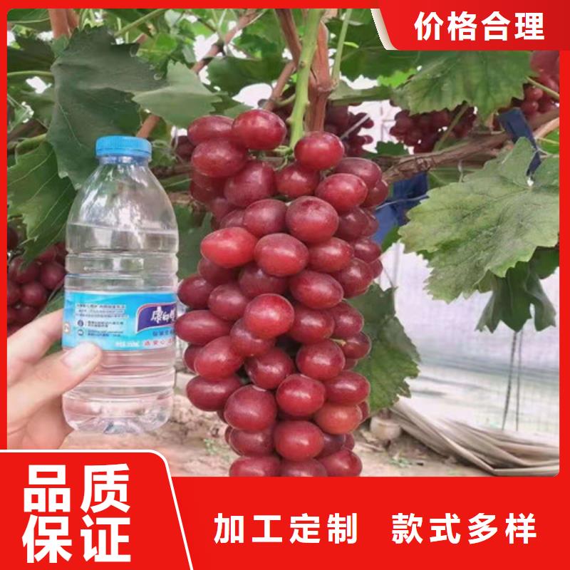 夏黑葡萄树苗