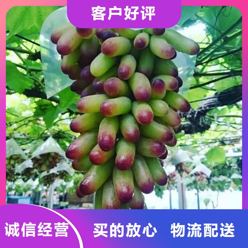 红乳葡萄树苗基地