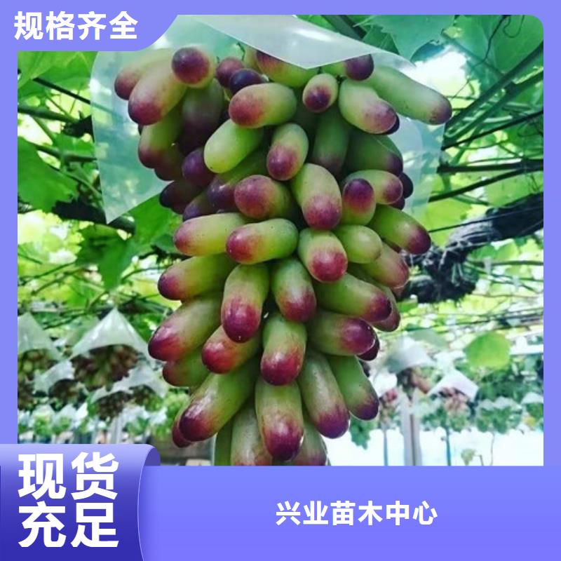 【葡萄玉露香梨苗重信誉厂家】