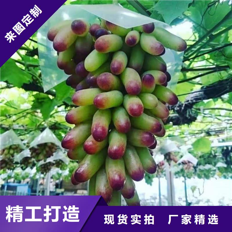 甜蜜蓝宝石无核葡萄苗