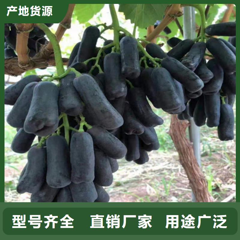 红堤葡萄树苗种植方法