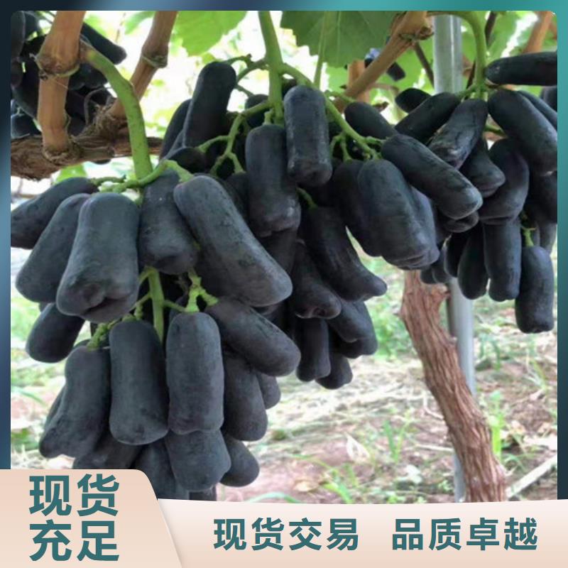 乐东县葡萄树苗种植技术