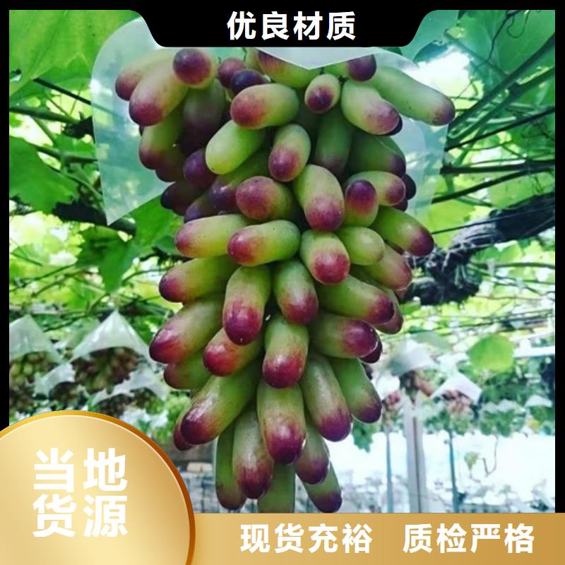 甜蜜蓝宝石葡萄树苗