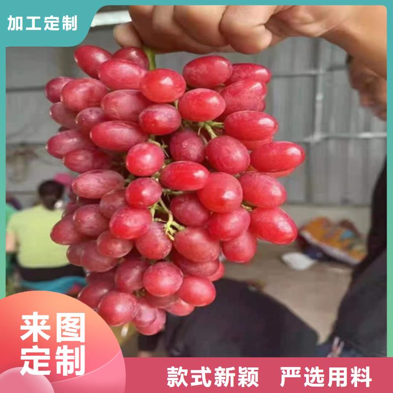 早夏无核葡萄树苗基地图片