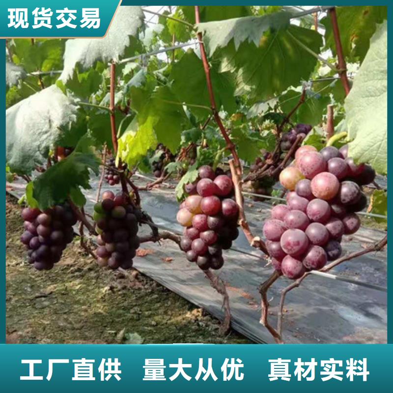 葡萄花椒苗源头厂商