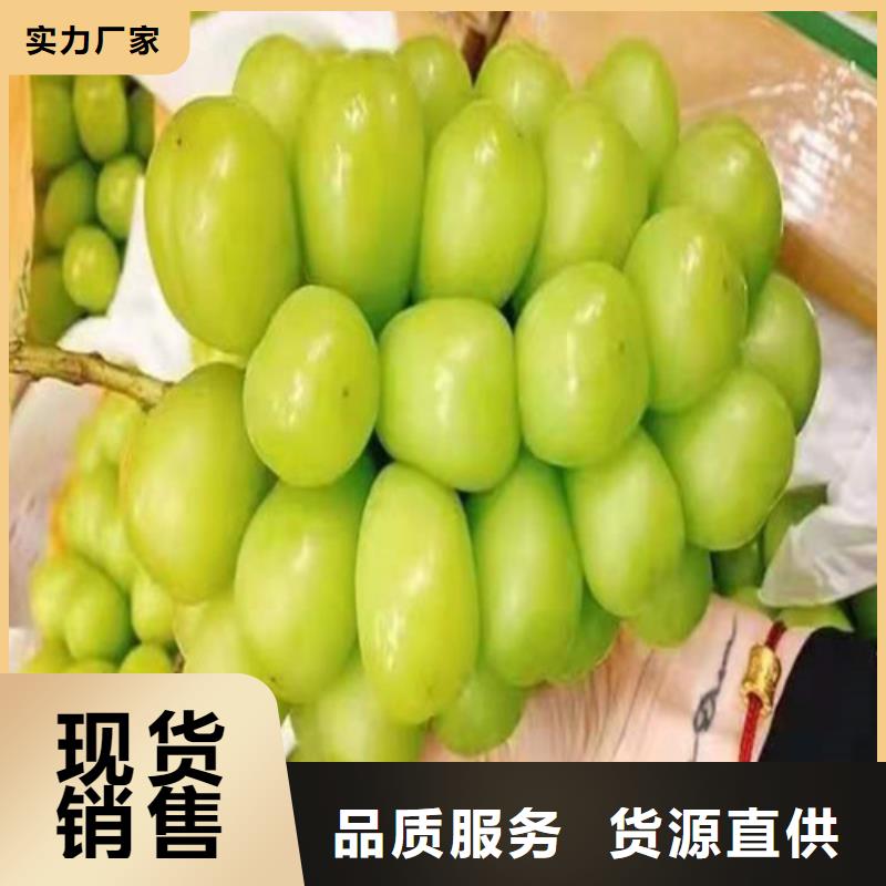 黑色甜菜葡萄树苗